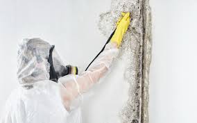 Reliable Clearwater, FL Mold Removal Services Solutions